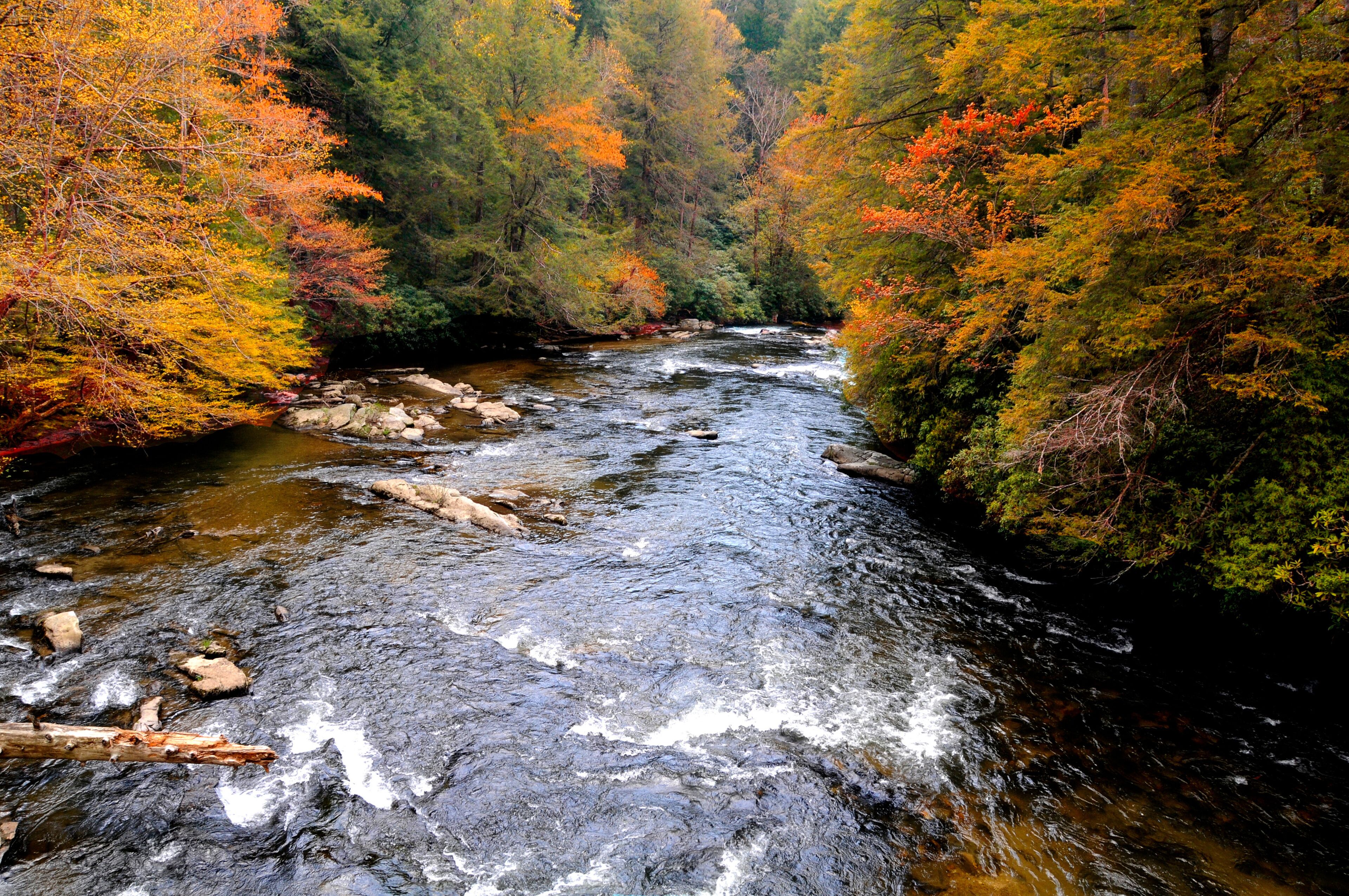 A river flowing through a forest with autumn-colored trees.