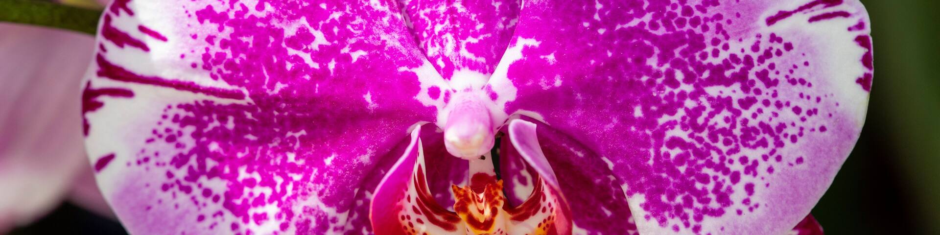 Orchid displayed at Redlands Orchid Festival in Homestead , Fl 0n 10/03/2001