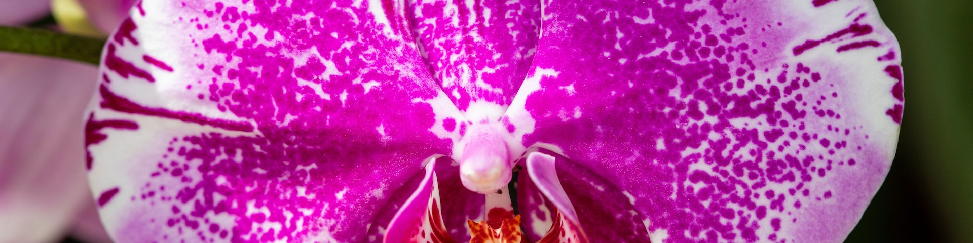 Orchid displayed at Redlands Orchid Festival in Homestead , Fl 0n 10/03/2001