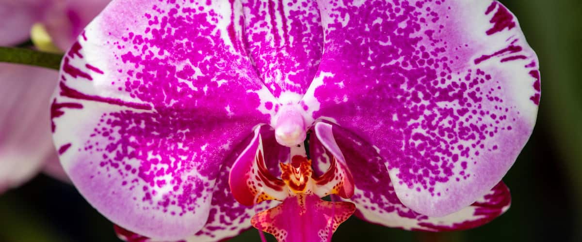 A close-up of a vibrant purple and white orchid with a prominent yellow and red center.