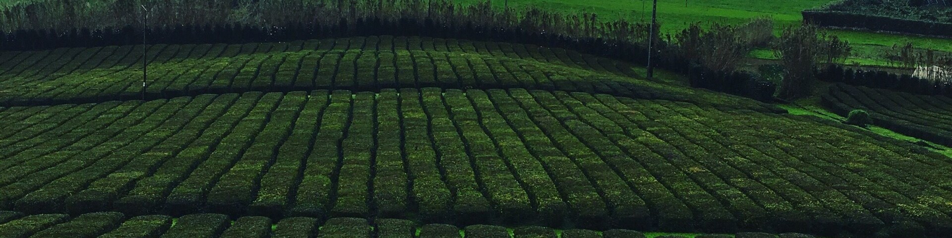 One of the 2 tea plantations in all of Europe. Both are on this island. The only plantations in the world not using fertilizers or pesticides