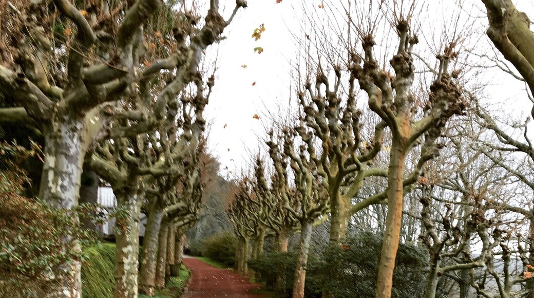 Entry to the plantation