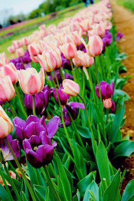 Beautiful rows of local grown tulips🌷 without having to fly to Amsterdam!