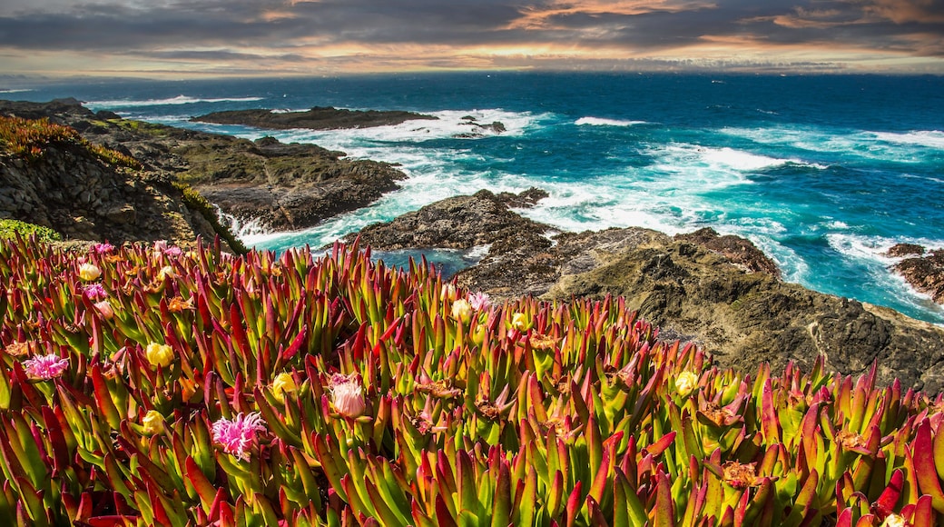 A coastal landscape with rocky cliffs and vibrant red and green vegetation.