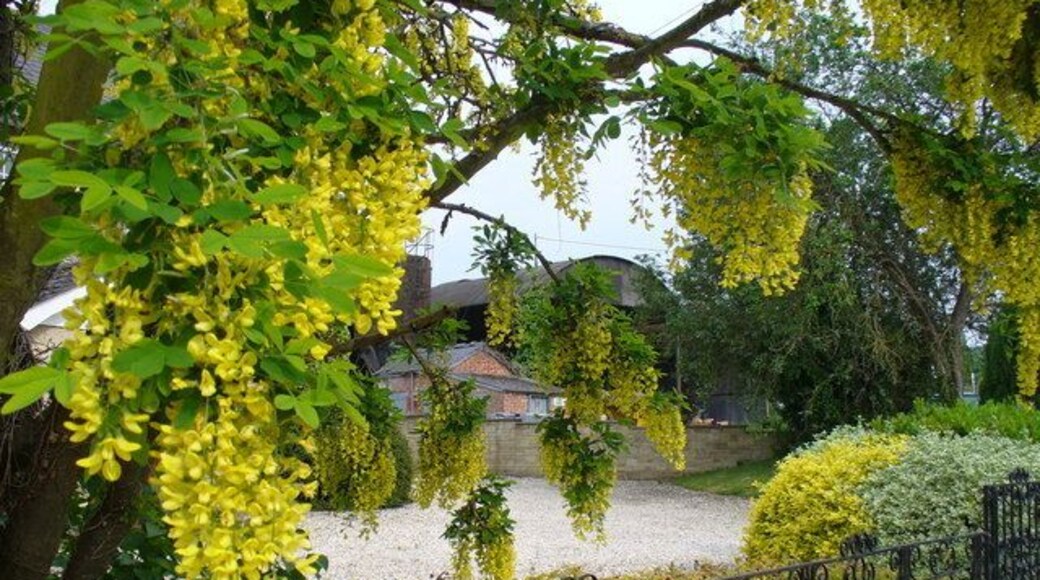 Farmyard in Hinton Parva Large farm just east of the church. It is on the circle of lanes running through the village. Seen through flowering laburnum.