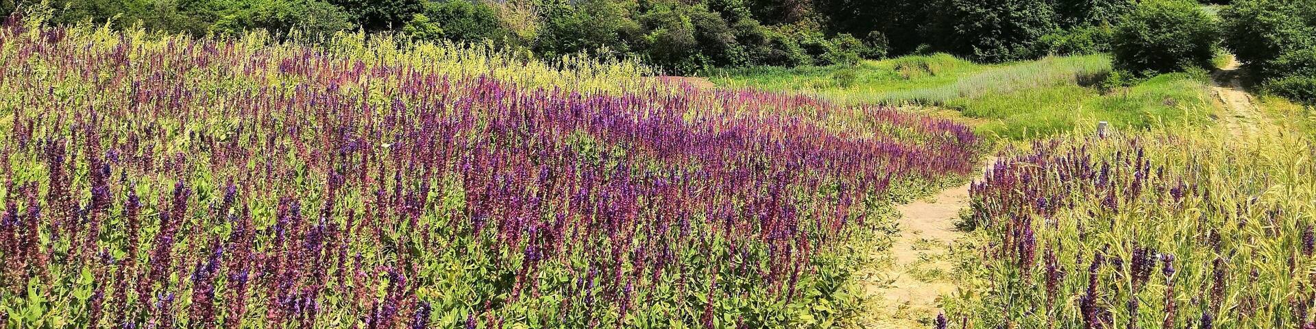 Great viever for river Dnipro