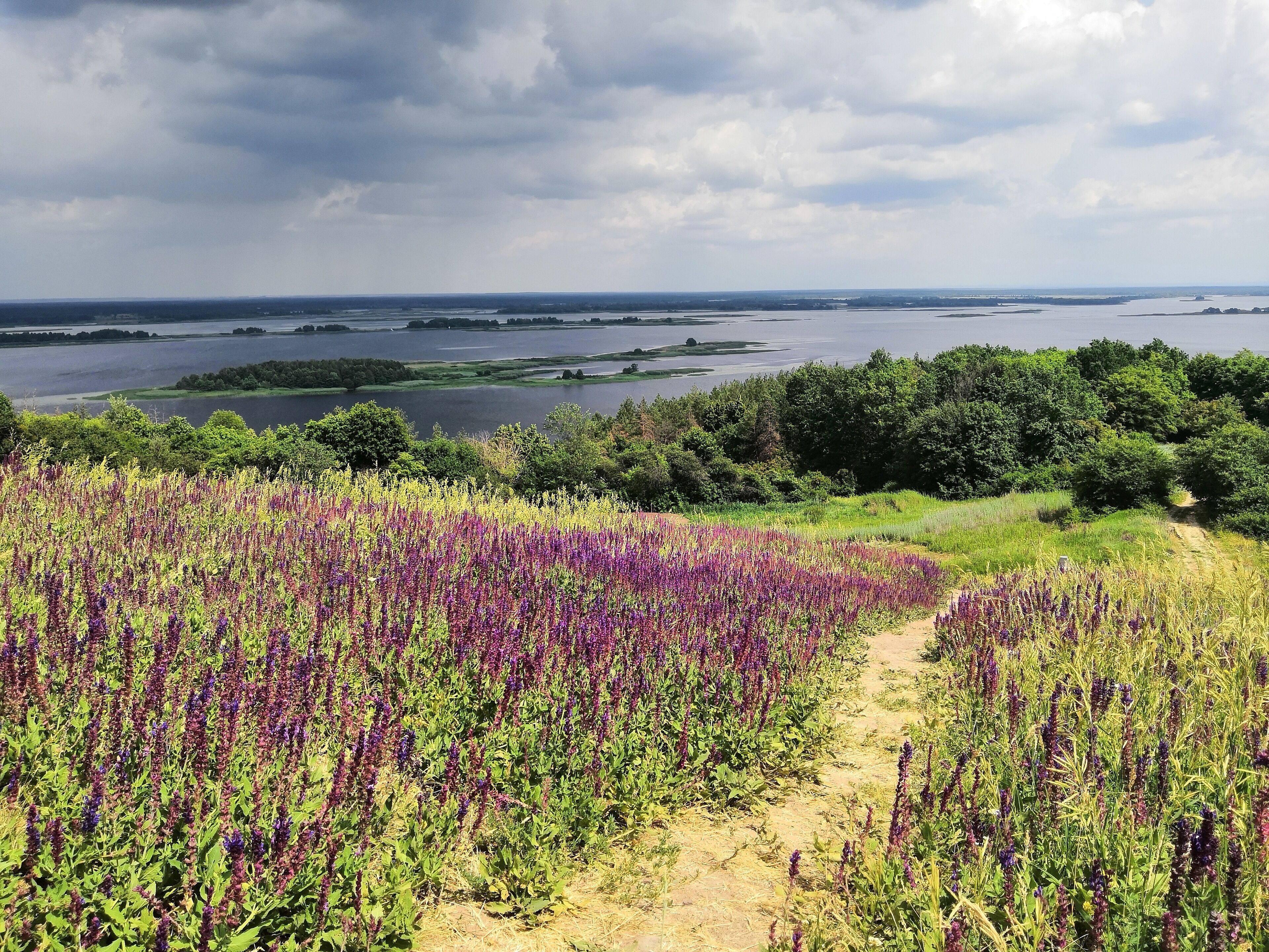 A field of purple flowers with a lake and cloudy sky in the background.