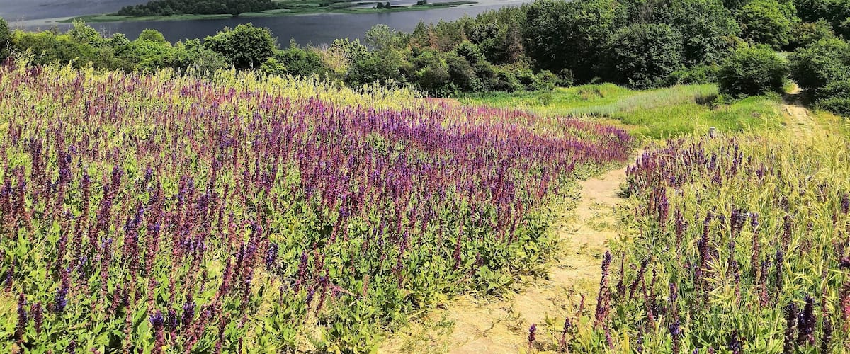 A field of purple flowers with a lake and cloudy sky in the background.
