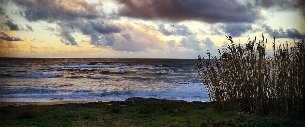 A beach with waves, a cloudy sky, and birds flying.