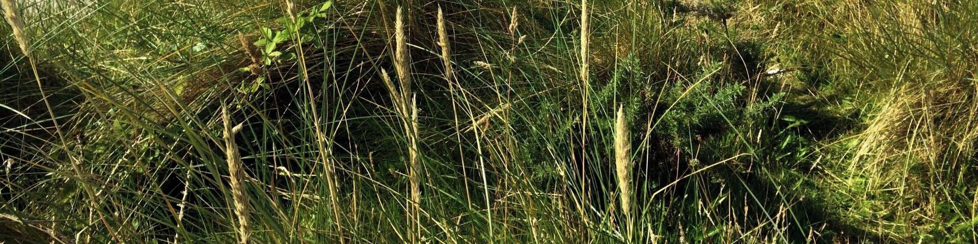 A beautiful bay set in one of the biologically diverse parts of Ireland. Stunning landscape, beautiful walks and quiet beaches for just lazin'. #beach