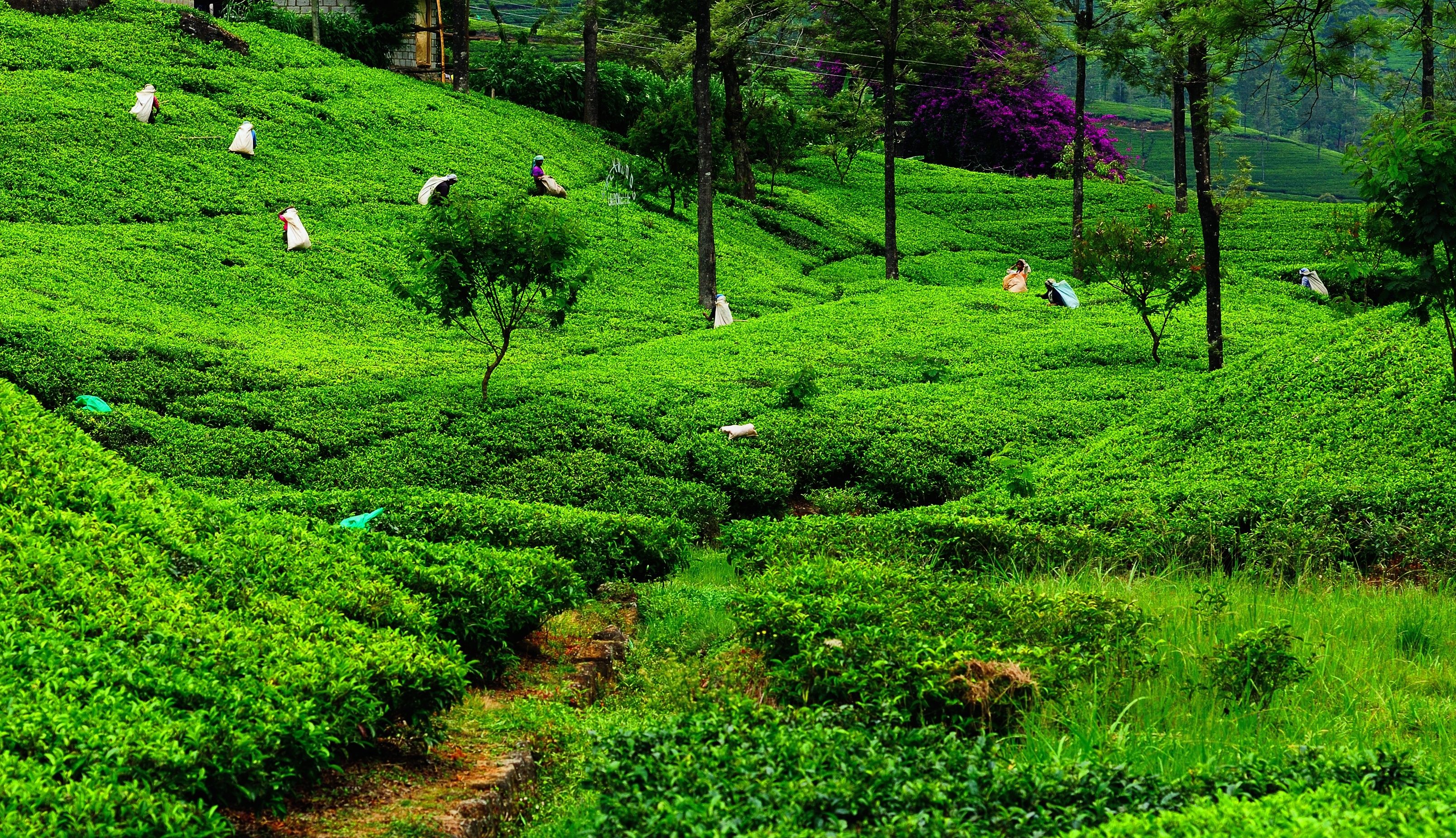 A lush green tea plantation with terraced fields and scattered trees.