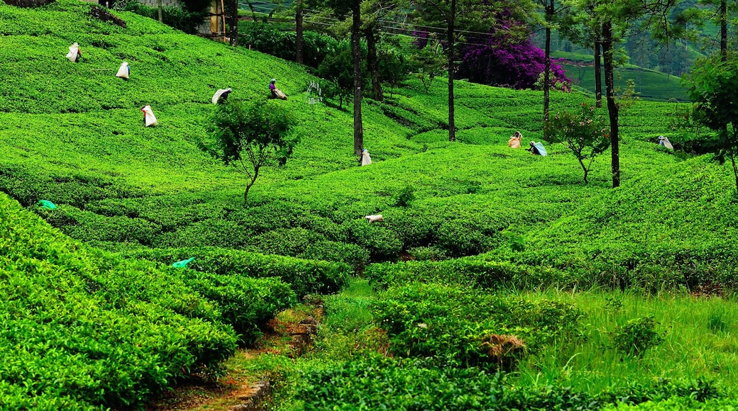 A lush green tea plantation with terraced fields and scattered trees.