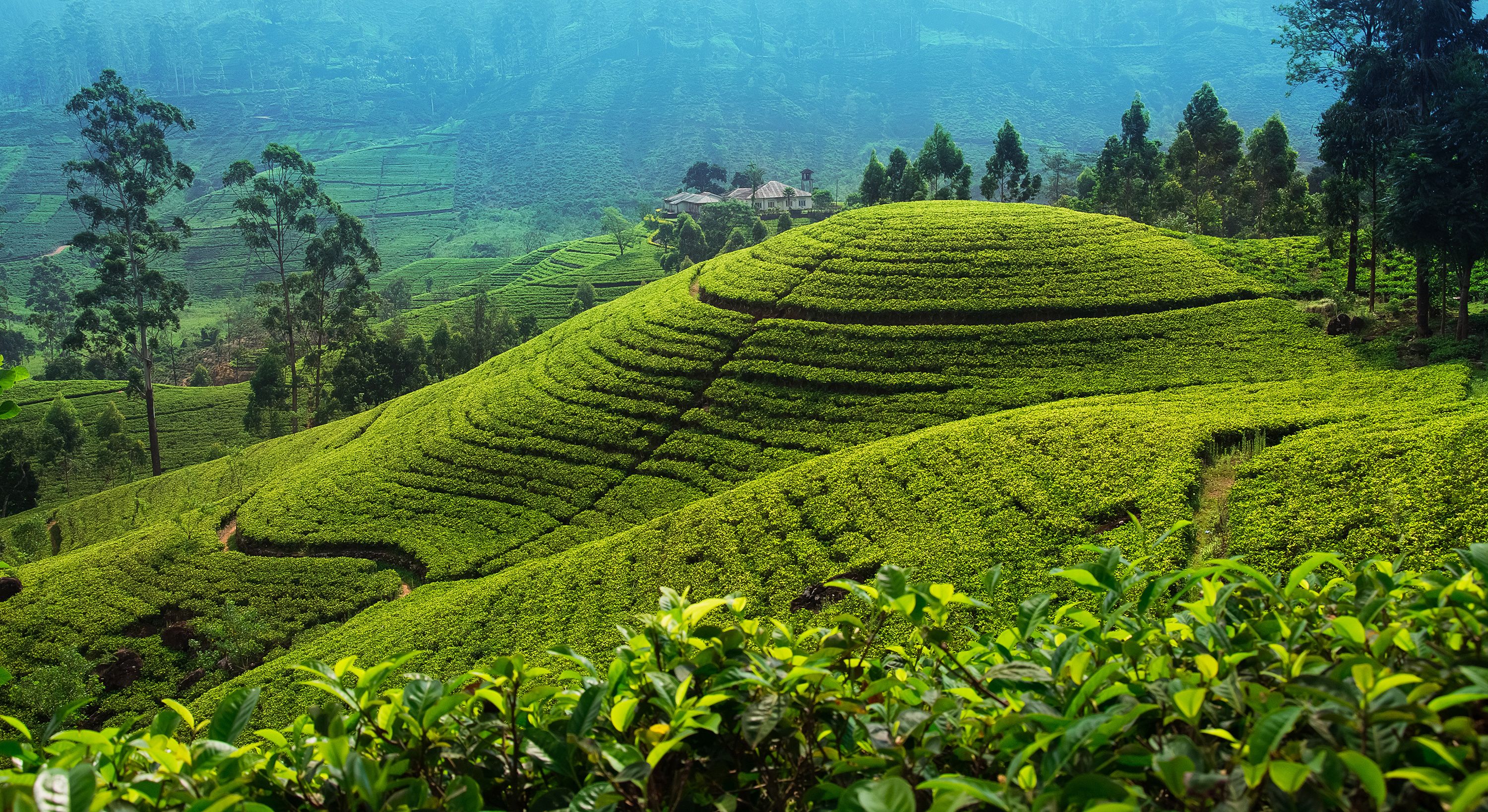 Terraced tea plantations with a house in the background.