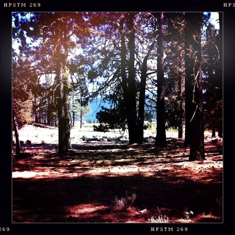 A forest with tall trees and sunlight filtering through.
