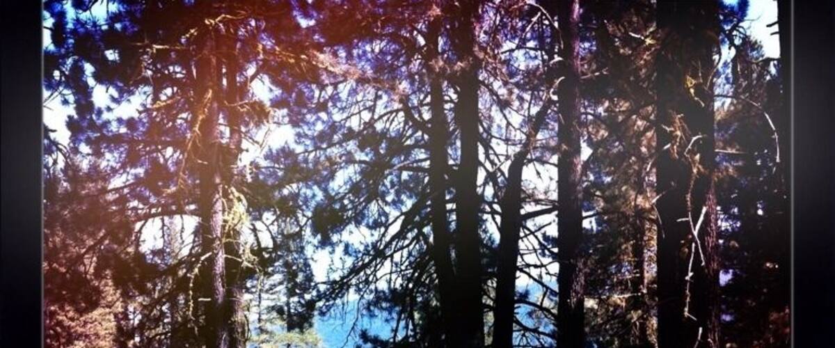 A forest with tall trees and sunlight filtering through.