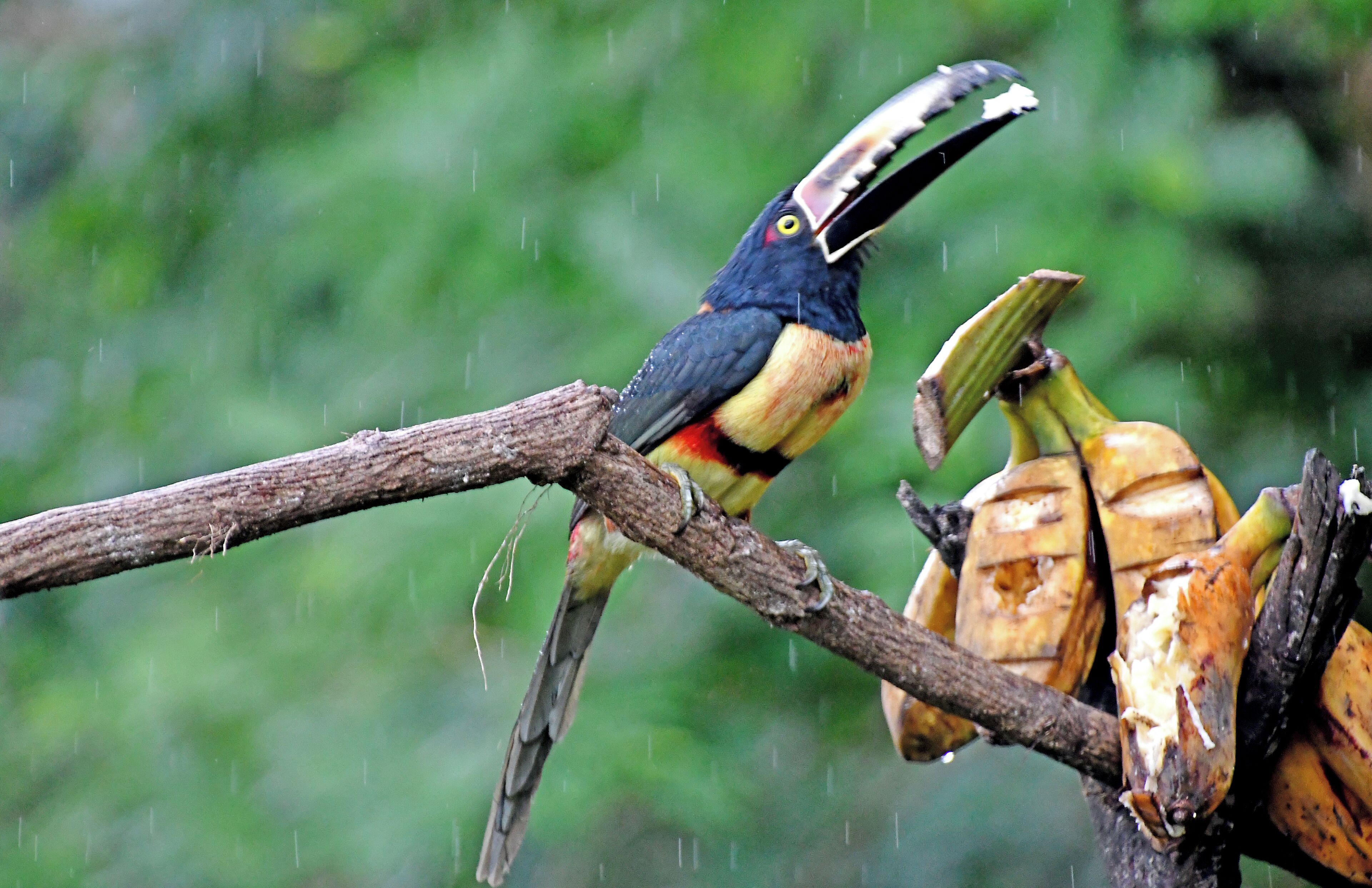 The Costa Rica Nature Pavllion has habitate that attract Hummingbirds and Toucans.