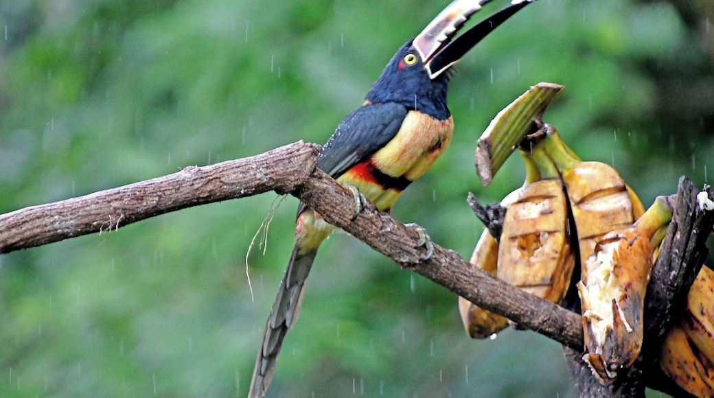 The Costa Rica Nature Pavllion has habitate that attract Hummingbirds and Toucans.
