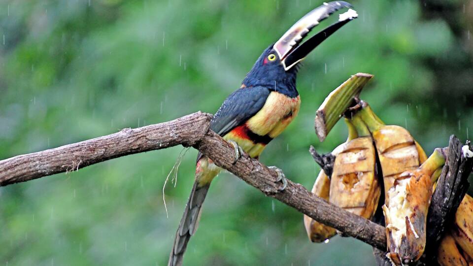 The Costa Rica Nature Pavllion has habitate that attract Hummingbirds and Toucans.