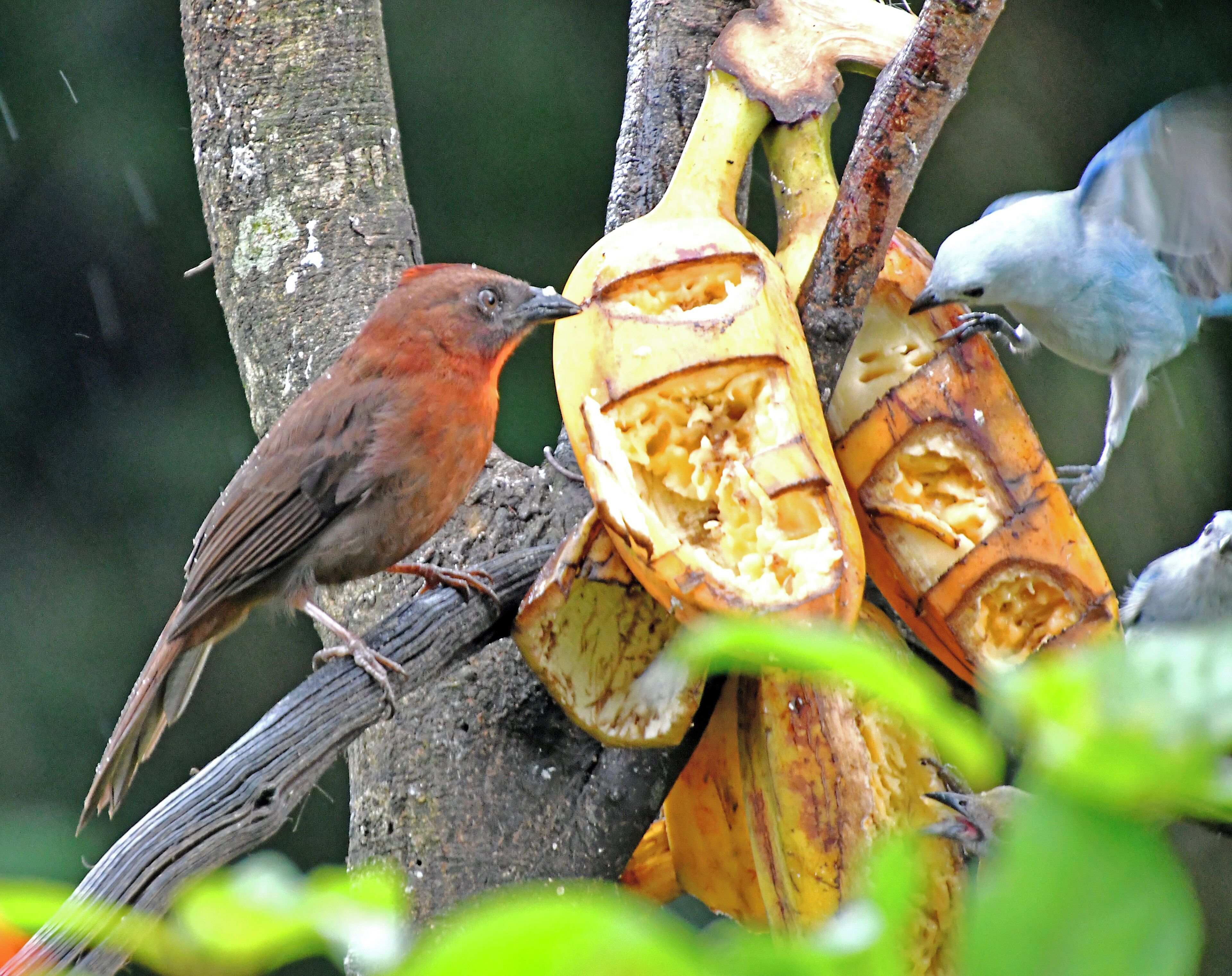 Many species of birds to be seen.