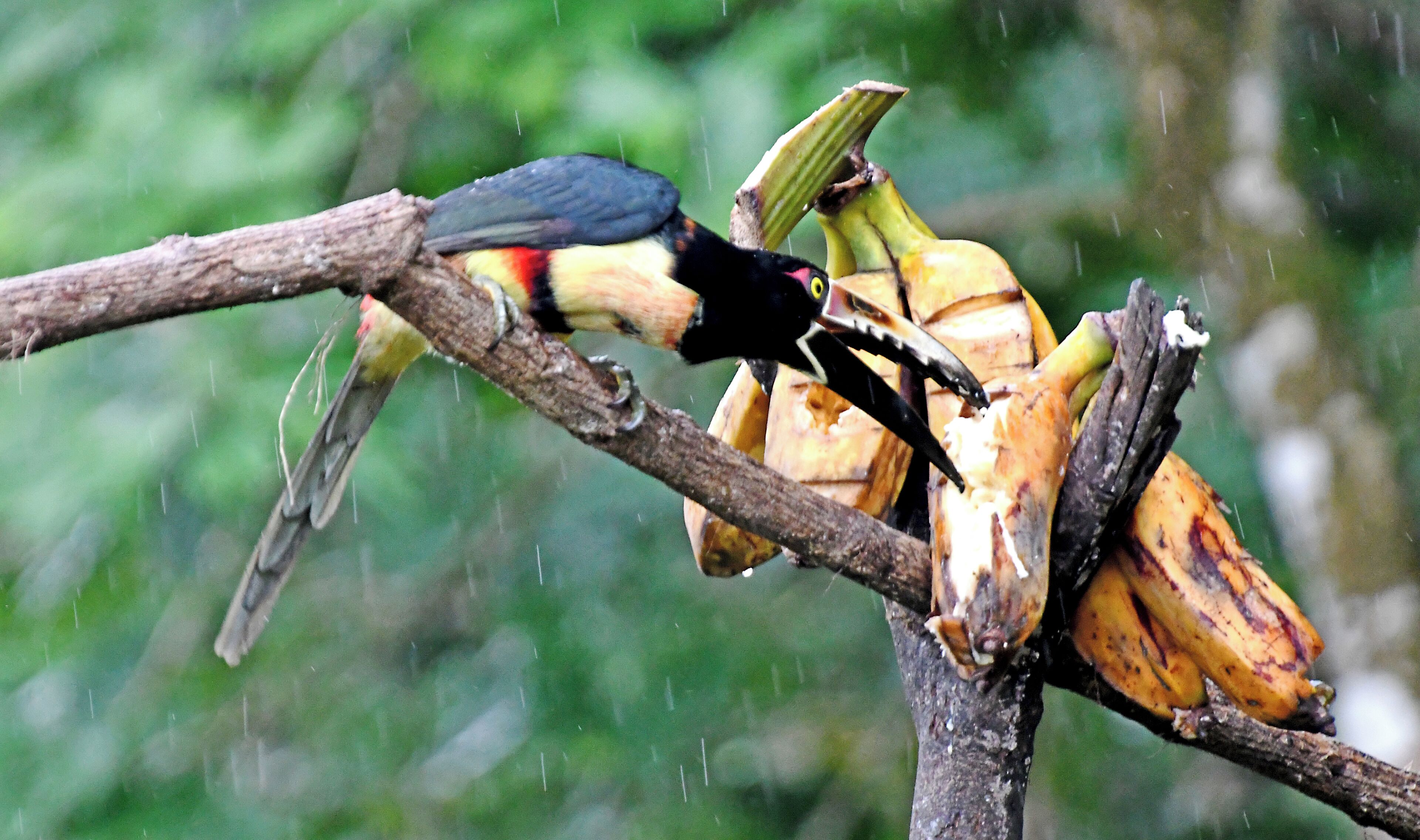 The Costa Rica Nature Pavllion has habitate that attract Hummingbirds and Toucans.