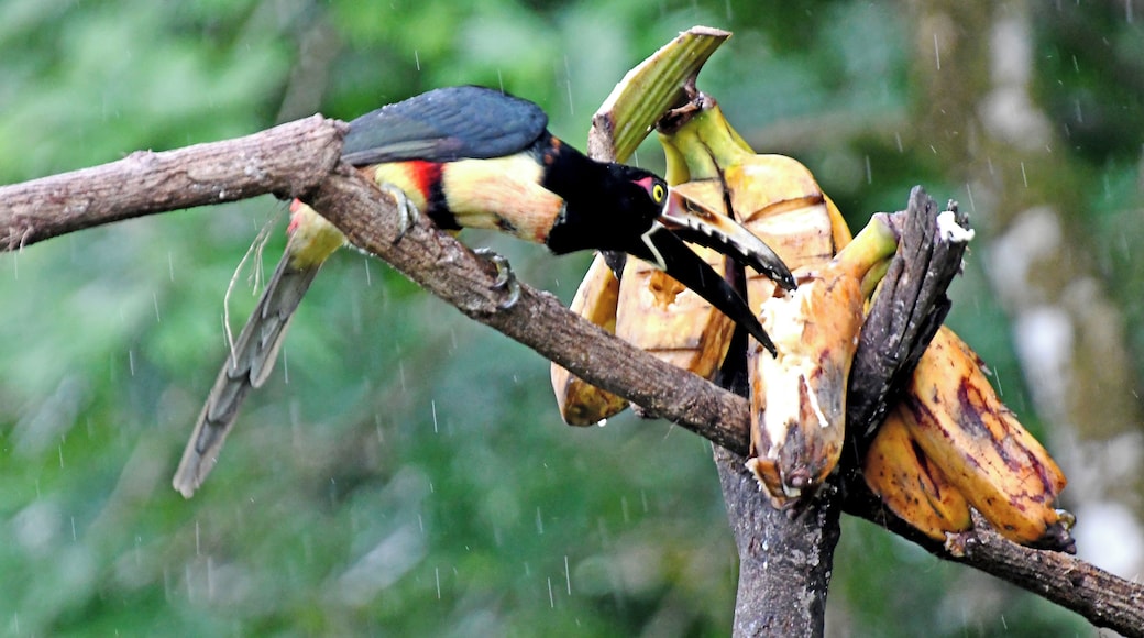 The Costa Rica Nature Pavllion has habitate that attract Hummingbirds and Toucans.