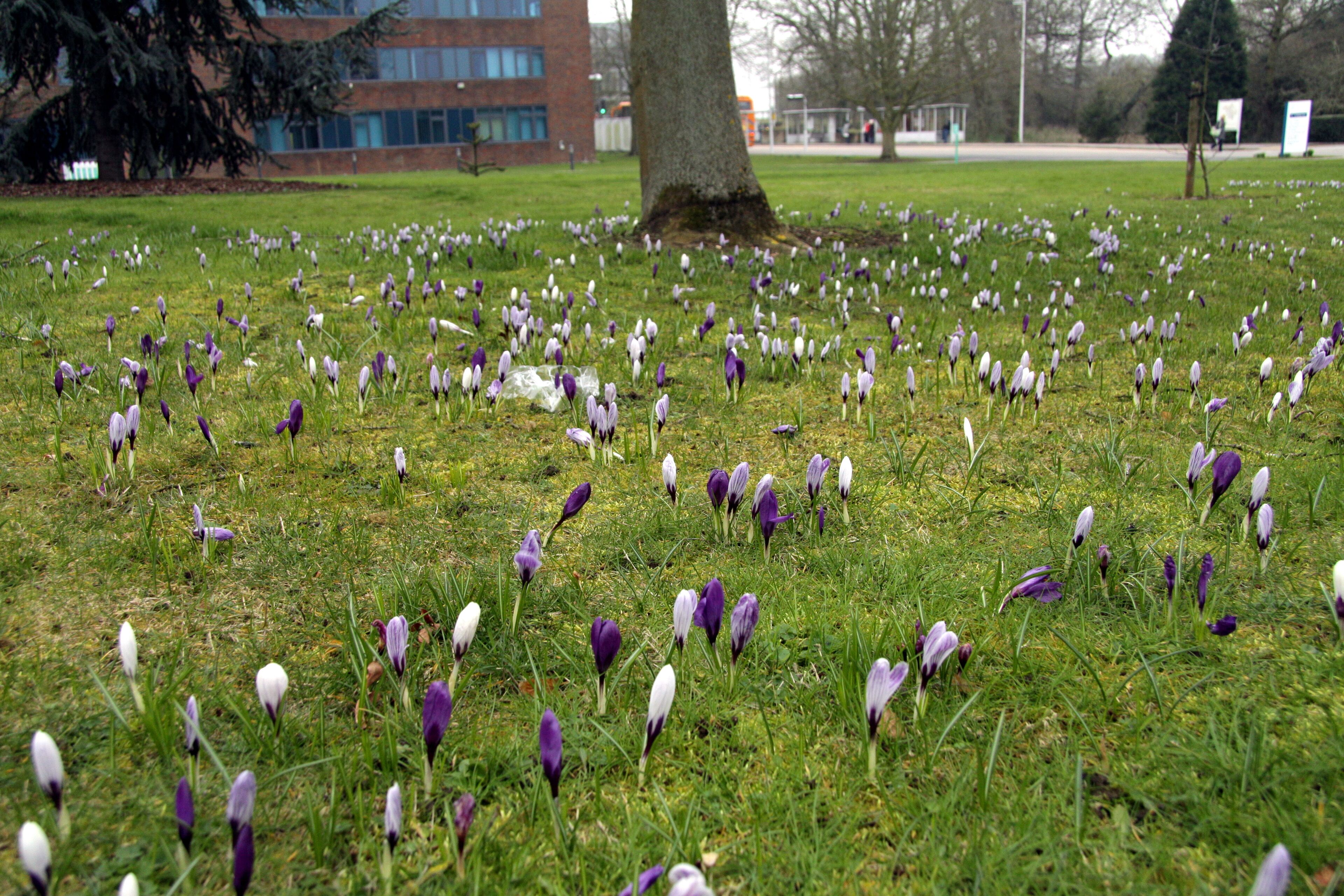 Crocuses at park in Open University in Milton Keynes, England, Great Britain
