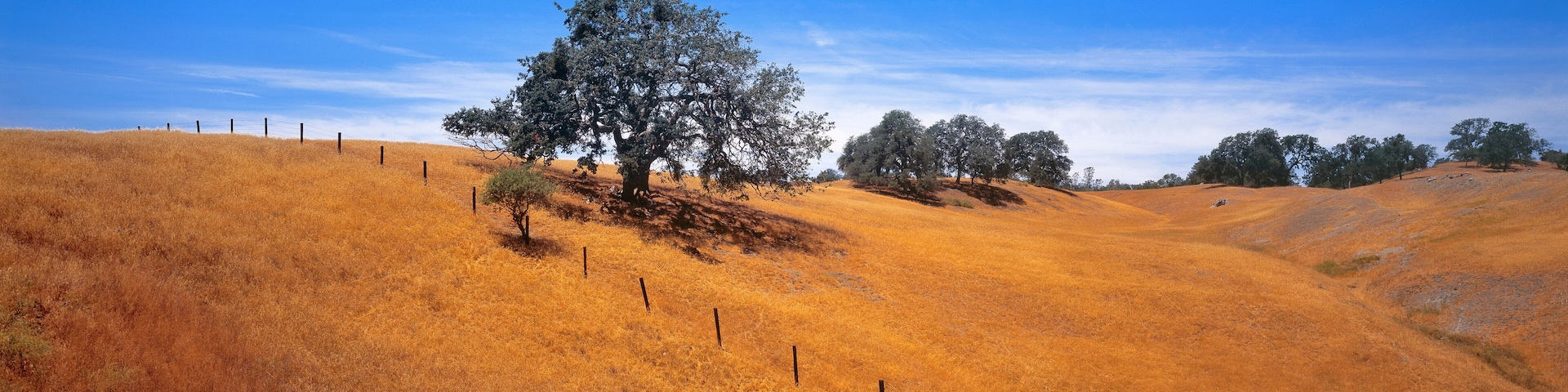 USA, California, Coast Range. Live oaks adorn the Coast Range in California.