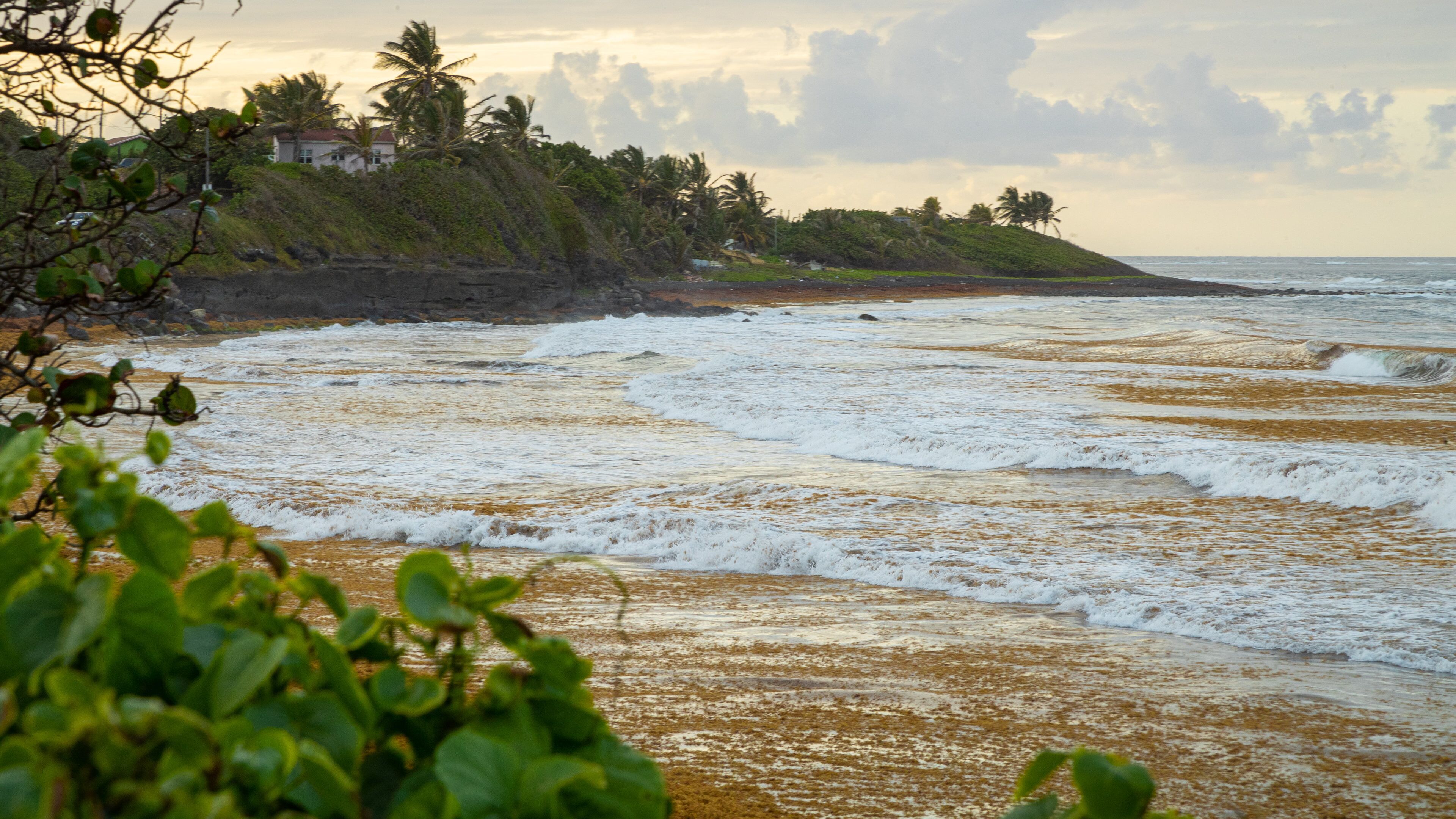 A beach with waves, greenery, and a distant shoreline with buildings.