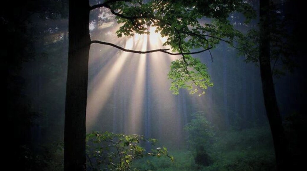 In the fall, it is very often foggy in the morning along the Muskingum river. The sun rises through our pines and creates some spectacular scenes, right at home.