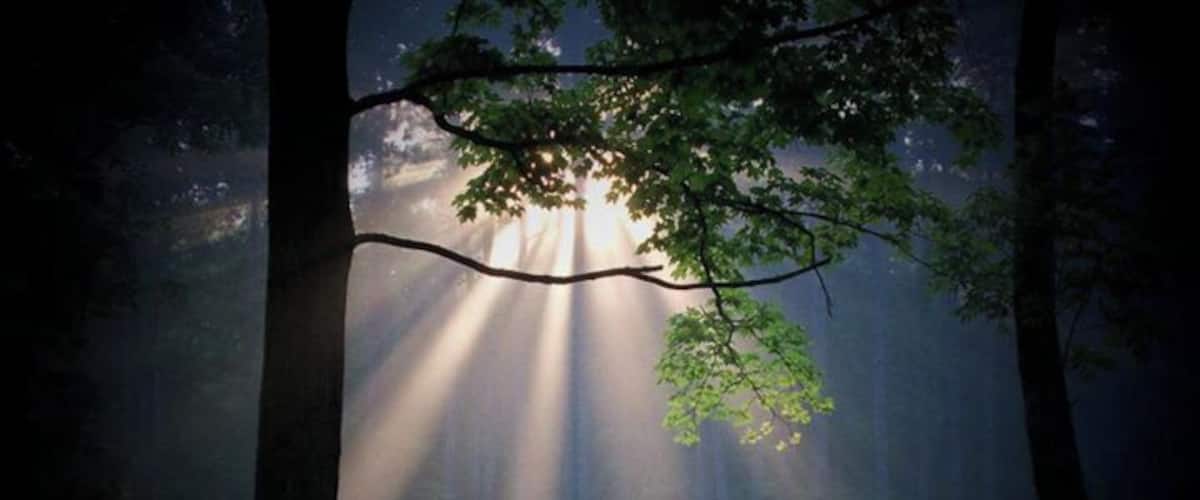 In the fall, it is very often foggy in the morning along the Muskingum river. The sun rises through our pines and creates some spectacular scenes, right at home.