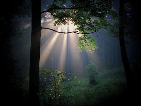 In the fall, it is very often foggy in the morning along the Muskingum river. The sun rises through our pines and creates some spectacular scenes, right at home.