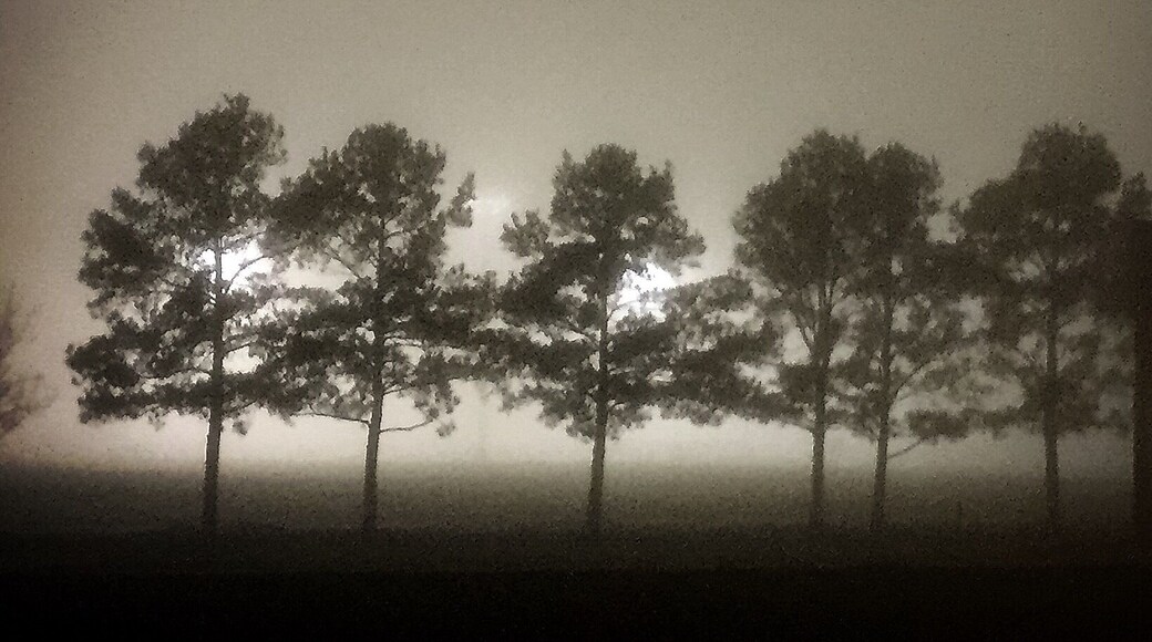 Driving down the freeway on a foggy night. The local high school stadium lights were on and backlit these pine trees from across the practice fields. Was headed home from the gym and all I had was my iPhone but still had to pull over and had to take the shot.