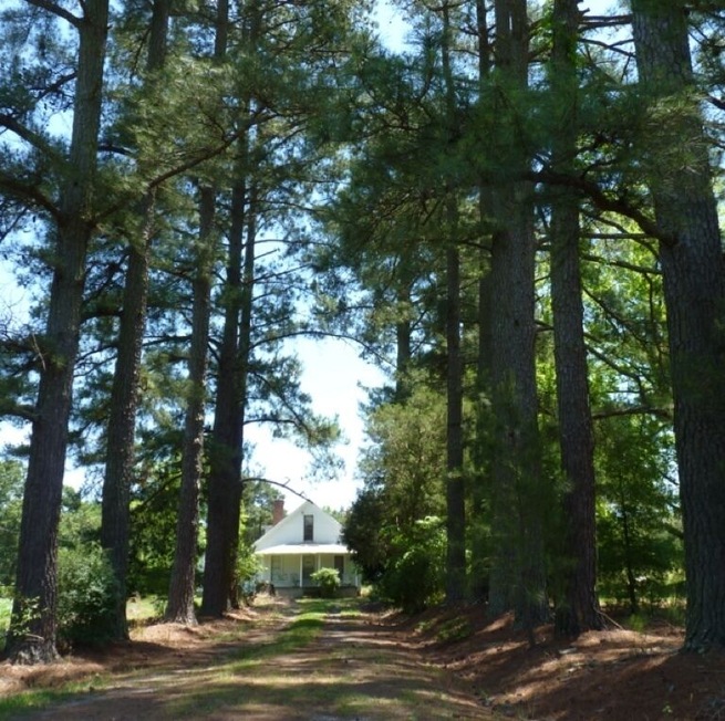 Little house in the woods