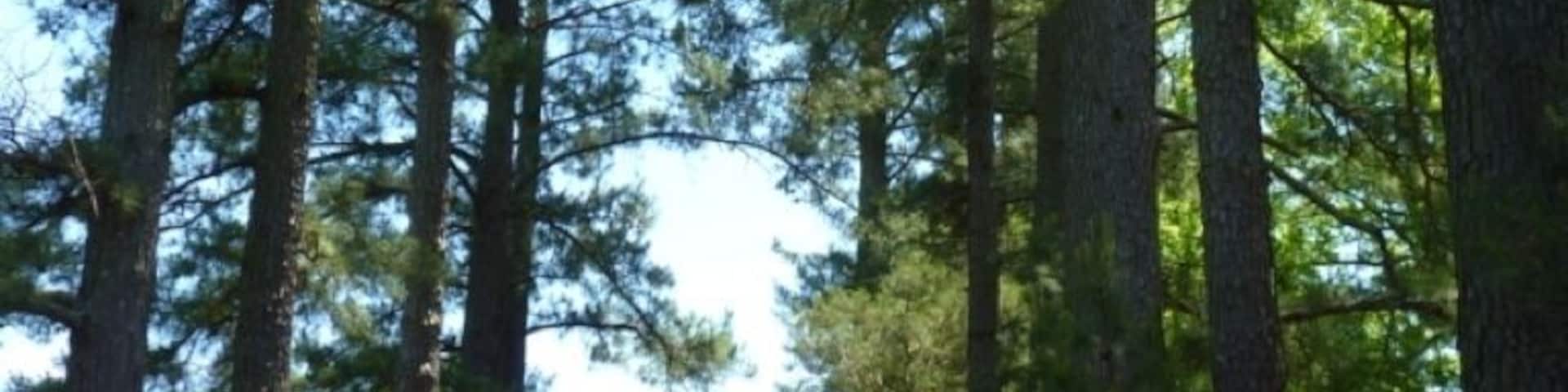 Little house in the woods