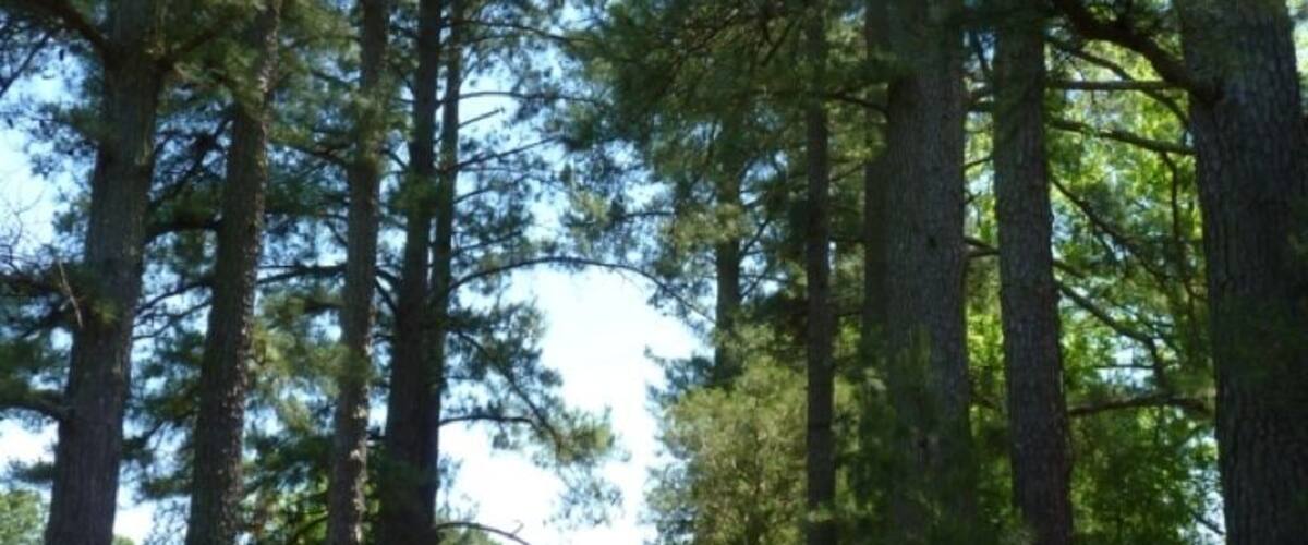 A forest with tall pine trees and a white house at the end of a dirt path.