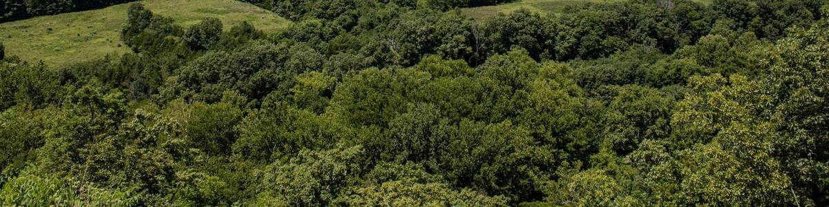 Rolling ozark hills on a sunny afternoon with trees