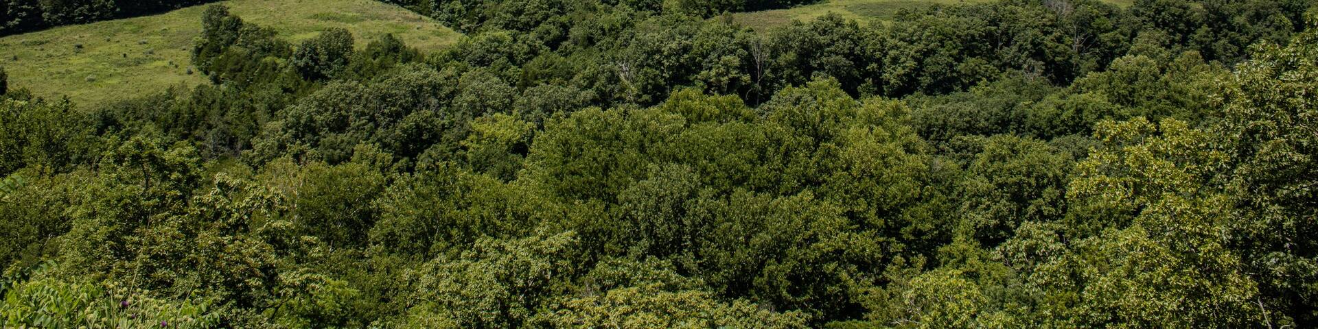 Rolling ozark hills on a sunny afternoon with trees