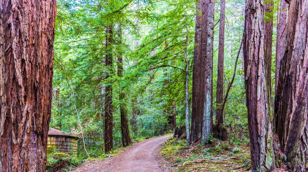 Fire Road Through Redwood Forest, Sam McDonald Park, San Mateo County, California, USA