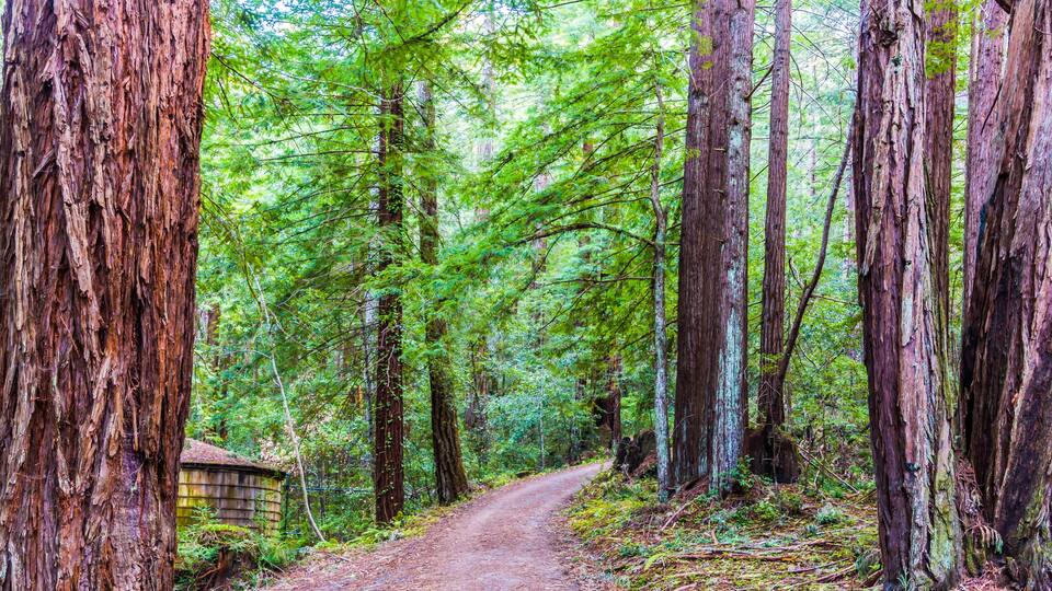 Fire Road Through Redwood Forest, Sam McDonald Park, San Mateo County, California, USA