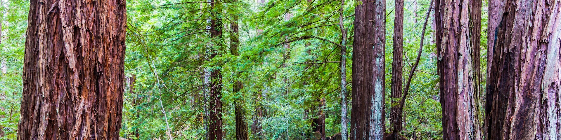 Fire Road Through Redwood Forest, Sam McDonald Park, San Mateo County, California, USA