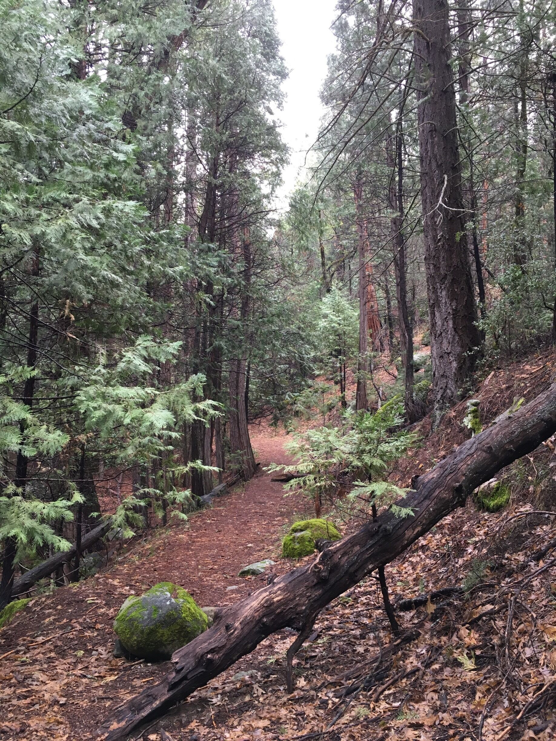 Trails that lead to other trails or just to your cabin, this leads to a confluence of two rivers joining.