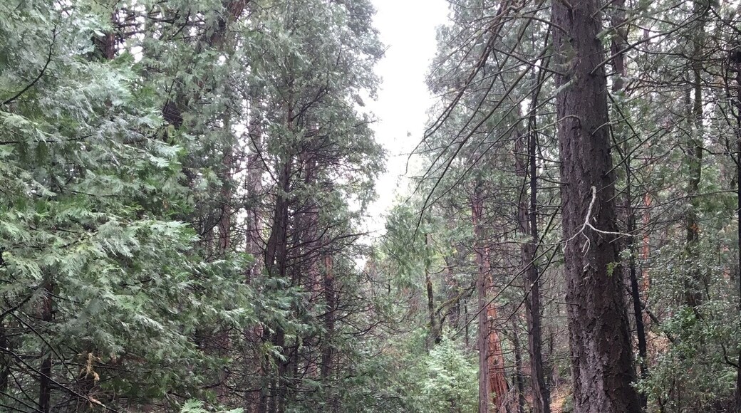 Trails that lead to other trails or just to your cabin, this leads to a confluence of two rivers joining.
