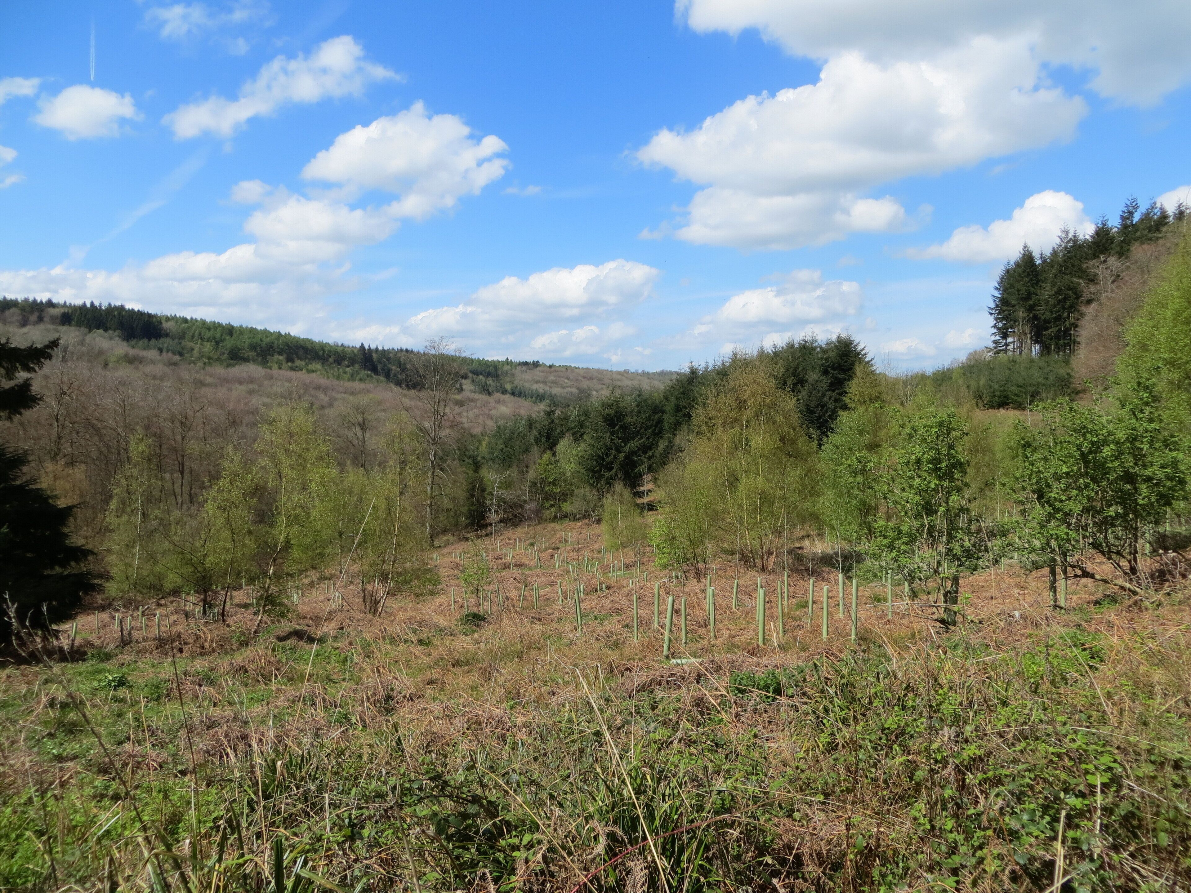 Highmeadow Woods - April 2012