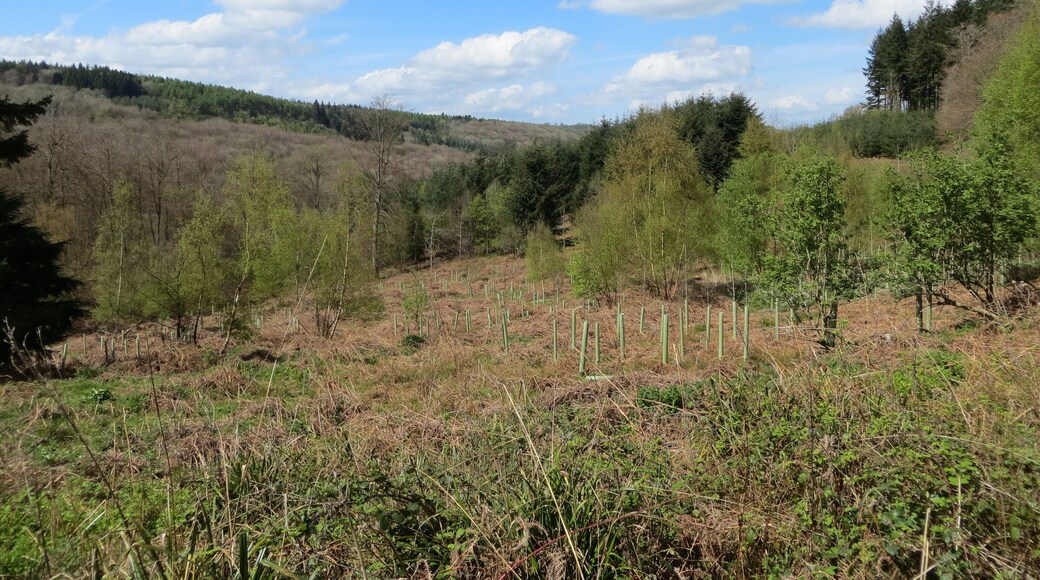 Highmeadow Woods - April 2012