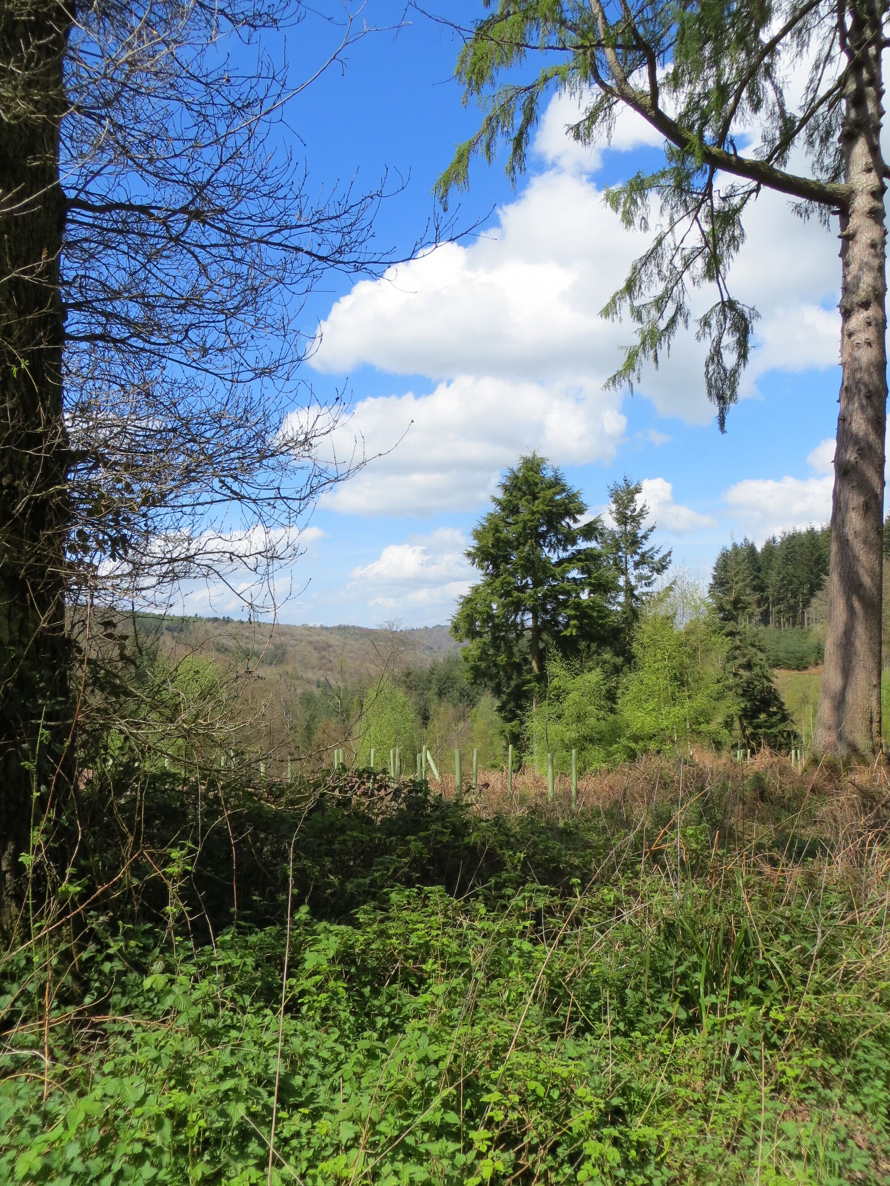 Highmeadow Woods - April 2012