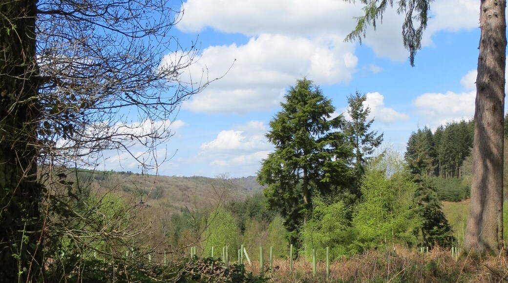 Highmeadow Woods - April 2012