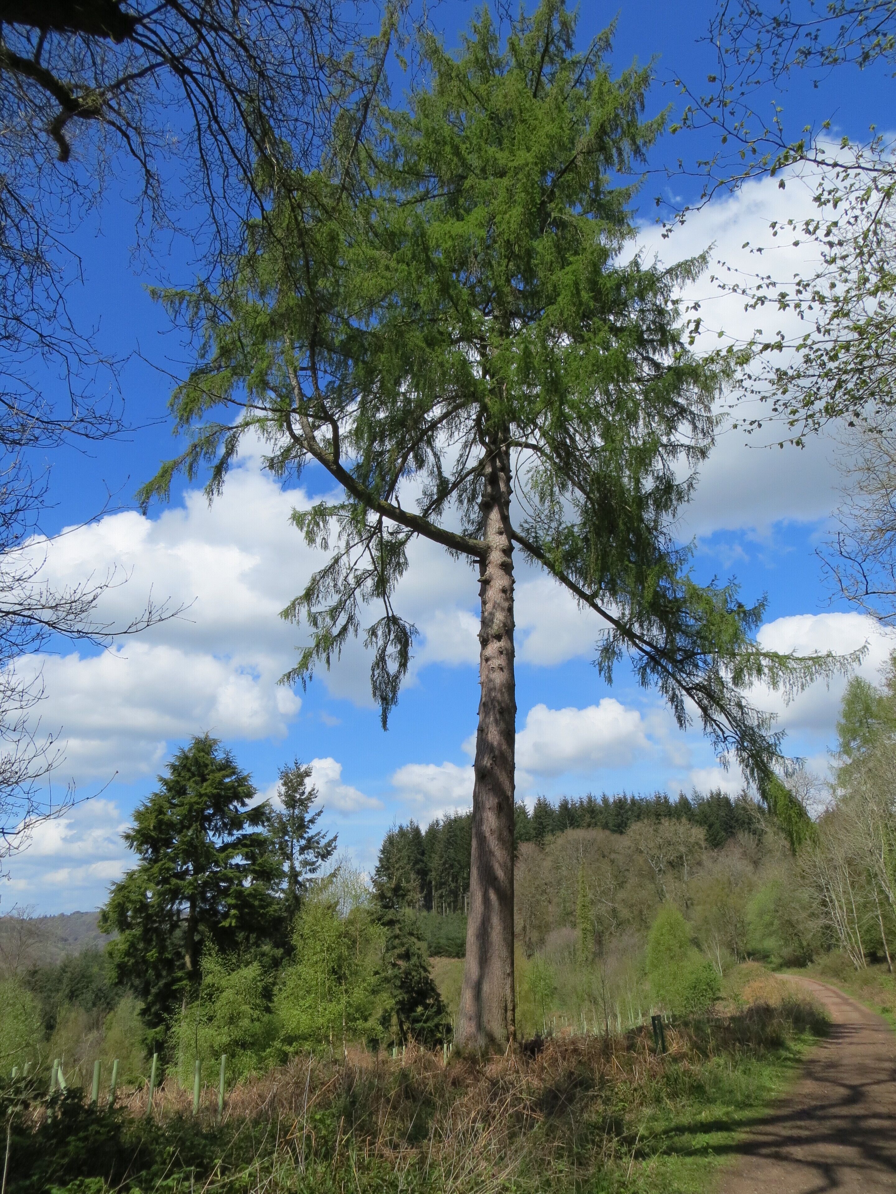 The Braceland Larch - April 2012