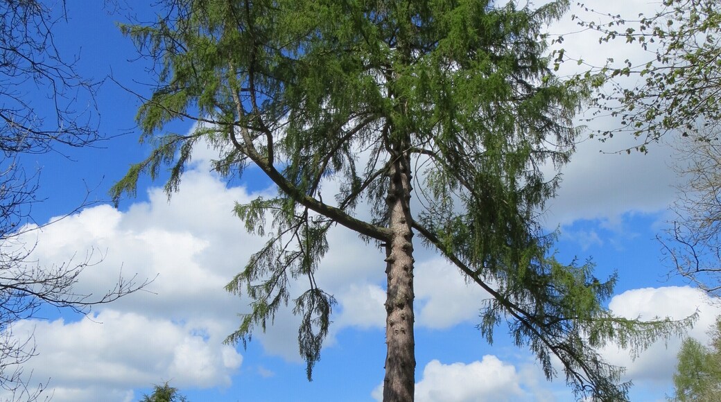 The Braceland Larch - April 2012