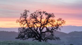 Sunset Oak Tree Silhouette. Joseph D Grant County Park, Santa Clara County, California, USA.