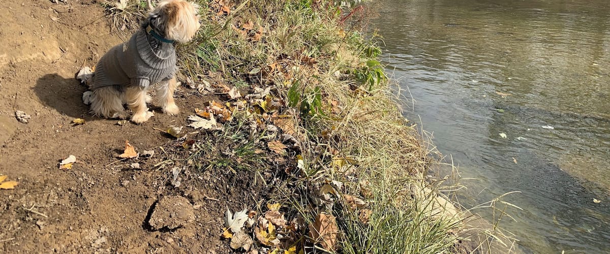 A small dog sitting on a dirt path beside a river with a stone bridge in the background.